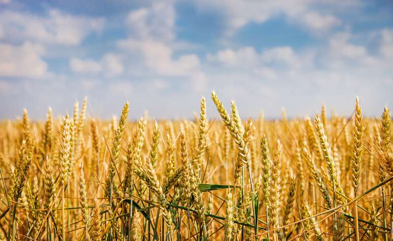 NAICS Code 11114 - Wheat Farming