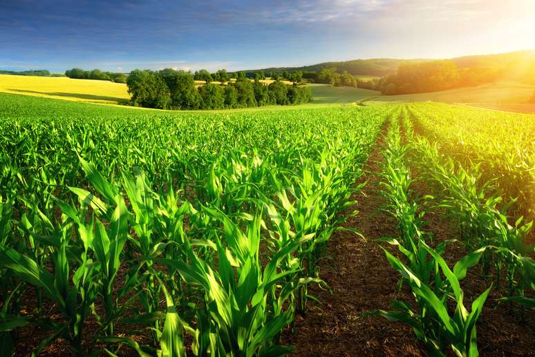 NAICS Code 11115 - Corn Farming