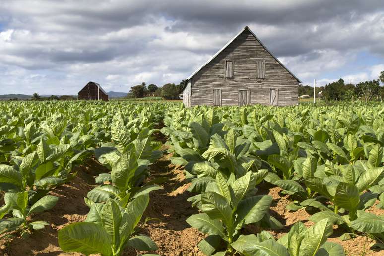 NAICS Code 111910 - Tobacco Farming