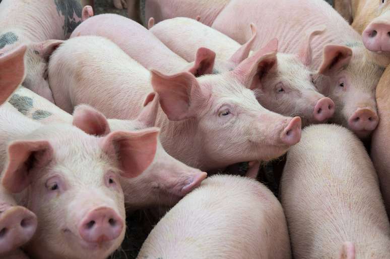 NAICS Code 112210 - Hog and Pig Farming