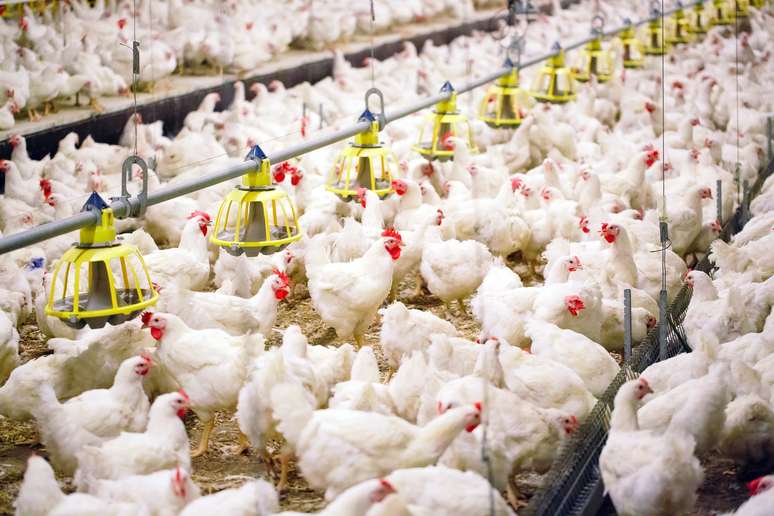 NAICS Code 1123 - Poultry and Egg Production