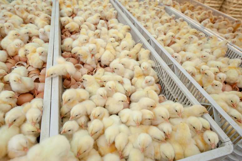 NAICS Code 112340 - Poultry Hatcheries