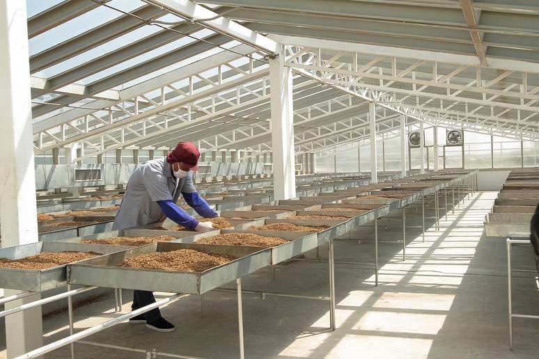 NAICS 31223 Tobacco manufacturing