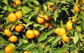 Orange Groves