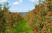 Apple Orchards 