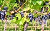 Grape Vineyards 