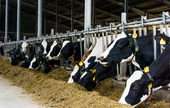 Dairy Cattle and Milk Production