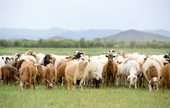 Goat Farming