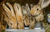 Fur-Bearing Animal and Rabbit Production