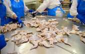 Poultry Processing 