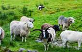 Livestock Merchant Wholesalers 
