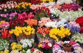 Flower, Nursery Stock, and Florists' Supplies Merchant Wholesalers 