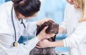 Veterinary Services 