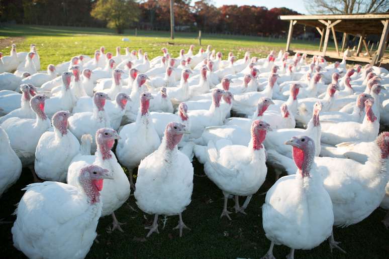 SIC Code 0253 - Turkeys and Turkey Eggs