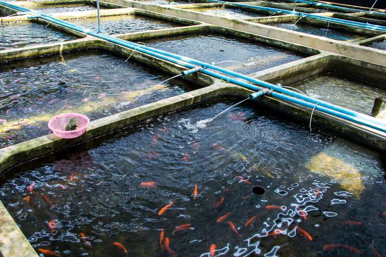 SIC Code 092 - Fish Hatcheries and Preserves