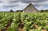Tobacco