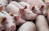 Hogs