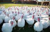 Turkeys and Turkey Eggs