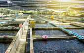 Fish Hatcheries and Preserves