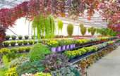 Retail Nurseries, Lawn and Garden Supply Stores